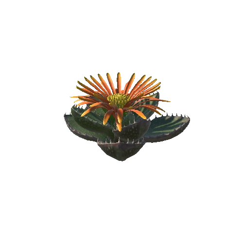 Flower_Faucaria tigrina2 4